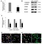 CaMKII alpha Antibody in Western Blot, Immunocytochemistry (WB, ICC/IF)