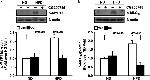 Phospho-MYL9 (Thr18, Ser19) Antibody in Western Blot (WB)