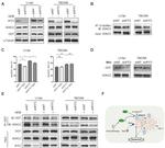 IFIT3 Antibody in Western Blot (WB)