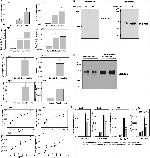 Versican V0, V1 Neo Antibody in Western Blot (WB)