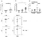 CD39 Antibody in Flow Cytometry (Flow)