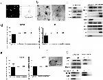 GRP94 Antibody in Western Blot (WB)