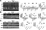 ERK1 Antibody in Western Blot (WB)