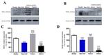 NMDAR2A Antibody in Western Blot (WB)