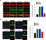 FGFR3 Antibody in Immunocytochemistry (ICC/IF)