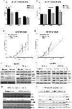 TALDO1 Antibody in Western Blot (WB)