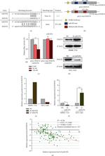 Periostin Antibody in Western Blot (WB)