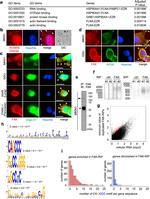 FAK Antibody in Western Blot, Immunoprecipitation (WB, IP)