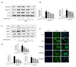 Phospho-SMAD2 (Ser465, Ser467) Antibody in Western Blot, Immunocytochemistry (WB, ICC/IF)