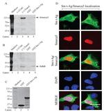 DYKDDDDK Tag Antibody in Western Blot, Immunocytochemistry (WB, ICC/IF)