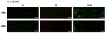 CD31 (PECAM-1) Antibody in Immunocytochemistry (ICC/IF)