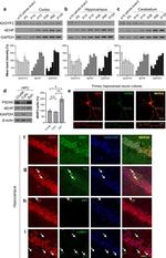 EMX1 Antibody in Immunohistochemistry (IHC)