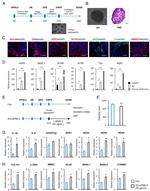 Aquaporin 5 Antibody in Immunohistochemistry (IHC)