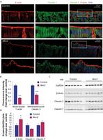 Claudin 7 Antibody in Western Blot (WB)