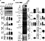 HEY2 Antibody in Western Blot (WB)