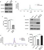 NDUFB8 Antibody in Western Blot (WB)