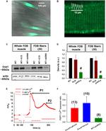 beta Actin Antibody in Western Blot (WB)