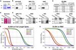 6x-His Tag Antibody in Western Blot (WB)