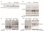 PARP1 Antibody in Western Blot (WB)