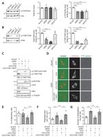 FAK Antibody in Western Blot (WB)