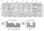 HSP70 Antibody in Western Blot (WB)