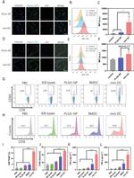 CD8a Antibody in Flow Cytometry (Flow)