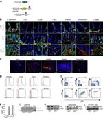 CD140a (PDGFRA) Antibody in Flow Cytometry (Flow)