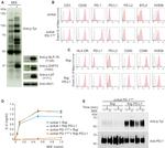 HLA-DR Antibody in Flow Cytometry (Flow)