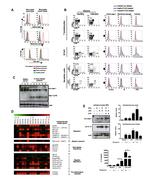 CD123 Antibody in Flow Cytometry (Flow)