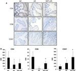 CD4 Antibody in Immunohistochemistry (IHC)