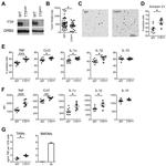 IL-10 Antibody in Flow Cytometry (Flow)