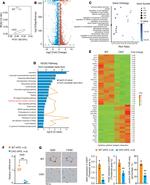 CD11b Antibody in Flow Cytometry (Flow)