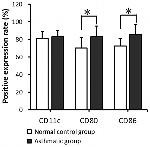 CD11c Antibody in Flow Cytometry (Flow)