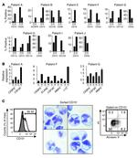 CD33 Antibody