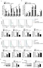 CD197 (CCR7) Antibody in Flow Cytometry (Flow)