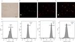 CD34 Antibody in Flow Cytometry (Flow)