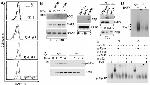 CD19 Antibody in Flow Cytometry (Flow)