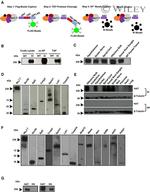 PEBP1 Antibody in Western Blot (WB)