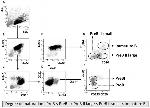 CD20 Antibody in Flow Cytometry (Flow)