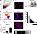 CD49f (Integrin alpha 6) Antibody in Flow Cytometry (Flow)