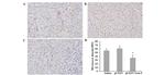 CD31 (PECAM-1) Antibody in Immunohistochemistry (IHC)