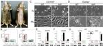 CD49f (Integrin alpha 6) Antibody in Flow Cytometry (Flow)