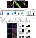 CD31 (PECAM-1) Antibody in Immunocytochemistry, Flow Cytometry (ICC/IF, Flow)