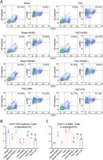 CD31 (PECAM-1) Antibody in Flow Cytometry (Flow)