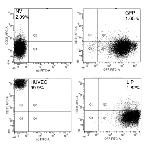 CD31 (PECAM-1) Antibody in Flow Cytometry (Flow)