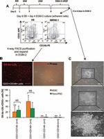 CD31 (PECAM-1) Antibody in Flow Cytometry (Flow)