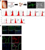 CD31 (PECAM-1) Antibody in Flow Cytometry (Flow)