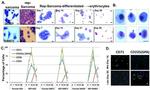 CD34 Antibody in Flow Cytometry (Flow)