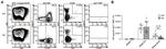 IgD Antibody in Flow Cytometry (Flow)