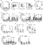 EOMES Antibody in Flow Cytometry (Flow)